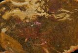 Polished, Jurassic Petrified Wood (Conifer) - Australia #41915-1